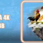 Đá Gà 4K 123B – Trận Đấu Sống Động, Kèo Cược Chính Xác