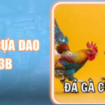 Đá Gà Cựa Dao 123B: Đấu Trường Sinh Tử Nghẹt Thở Từng Giây