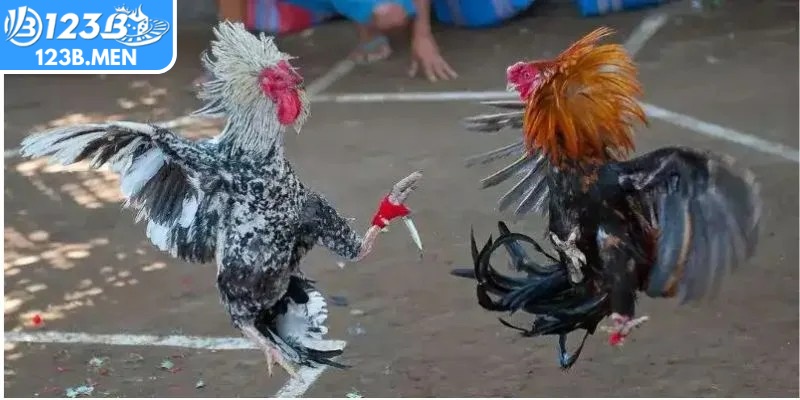 Đá gà cựa dao tại 123B quy tụ những chiến kê huyền thoại