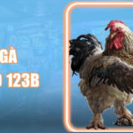 Đá Gà Thomo 123B: Đấu Trường Trực Tiếp Sôi Động Nhất 2026