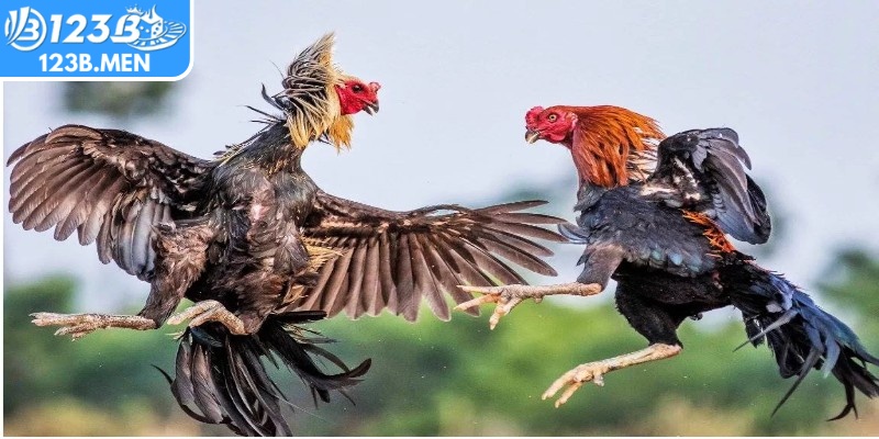 Các loại hình thi đấu da dạng phù hợp với mọi phong cách, sở thích của người chơi