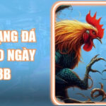 Màu Mạng Đá Gà Theo Ngày 123b Chính Xác Cho Mọi Sư Kê