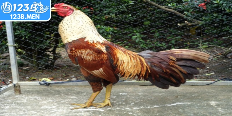 Ý nghĩa của màu mạng đá gà